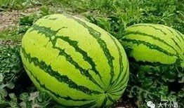 安丘大瓜爆料视频最新,揭秘惊人内幕，真相令人震惊！